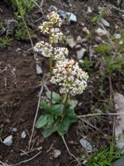 Micranthes occidentalis