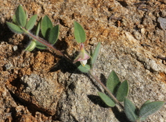 Acmispon americanus americanus