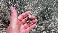 Tetradymia comosa