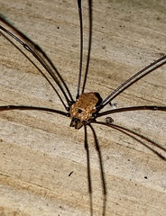 Leiobunum nigropalpi