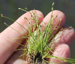 Eleocharis bella