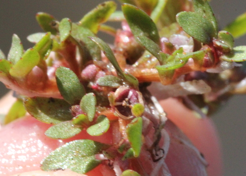 Image of Elatine brachysperma by (c) Millie Basden, some rights reserved (CC BY)
