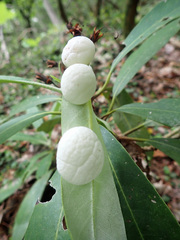 Exobasidium vaccinii