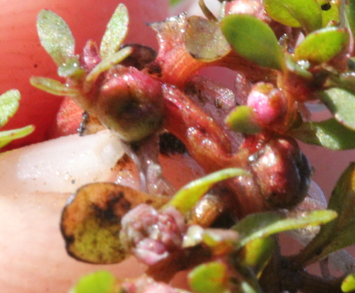 Image of Elatine brachysperma by (c) Millie Basden, some rights reserved (CC BY)