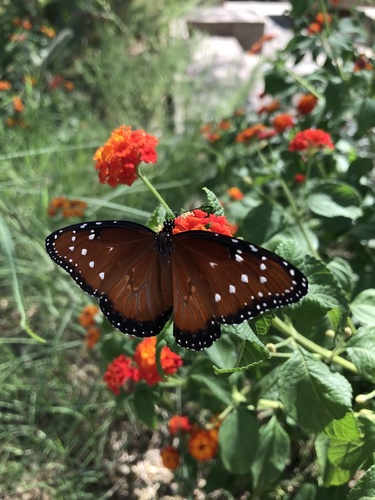Queen butterfly