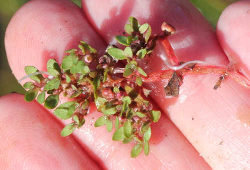 Image of Elatine brachysperma by (c) Millie Basden, some rights reserved (CC BY)