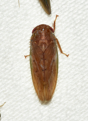 Polana quadrinotata