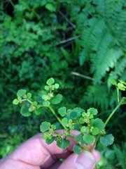 Chrysosplenium glechomifolium