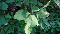 Blaesodiplosis venae