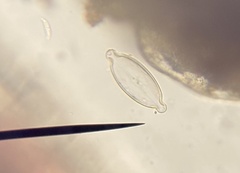 Caloneis amphisbaena