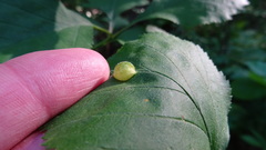 Blaesodiplosis venae