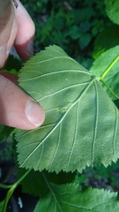 Blaesodiplosis venae