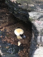 Cyclocybe parasitica
