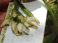Eulophia cernua