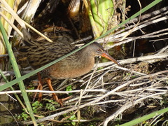 Rallus tenuirostris