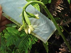 Eulophia cernua