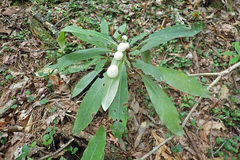 Exobasidium vaccinii