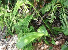 Eulophia cernua