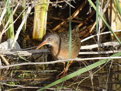 Rallus tenuirostris