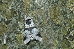 Furcula scolopendrina