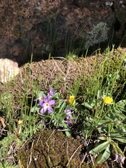 Primula angustifolia