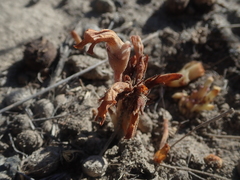 Aphyllon fasciculatum