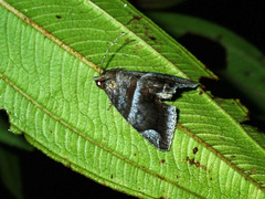 Buzara