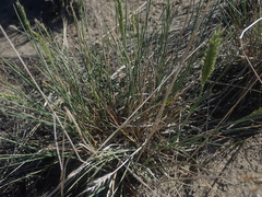 Agropyron cristatum