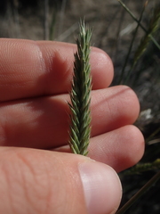 Agropyron cristatum