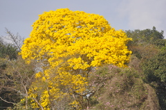 Handroanthus serratifolius