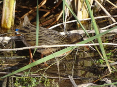 Rallus tenuirostris