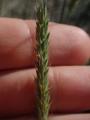 Agropyron cristatum