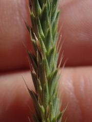 Agropyron cristatum