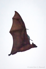 Pteropus lylei