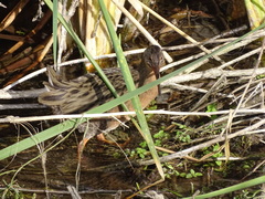 Rallus tenuirostris