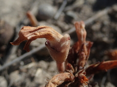 Aphyllon fasciculatum