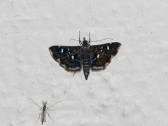Diathrausta reconditalis