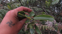 Daphnopsis caracasana