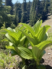 Veratrum californicum