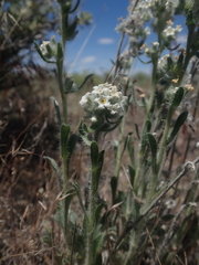 Oreocarya spiculifera