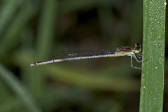 Agriocnemis lacteola