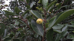 Daphnopsis caracasana