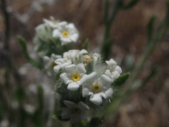 Oreocarya spiculifera