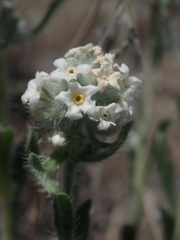 Oreocarya spiculifera