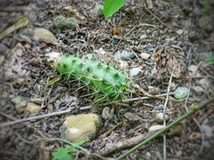 Echinocereus berlandieri