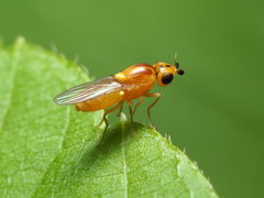 Chlorops palpalis