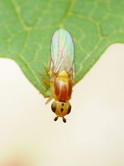 Chlorops palpalis