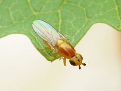 Chlorops palpalis