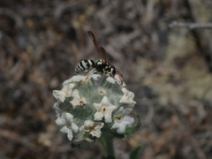 Pterocheilus
