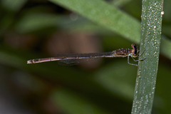 Agriocnemis lacteola
